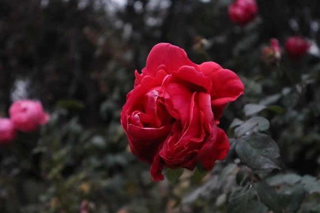 入门微单新标杆实测：轻便高画质，摄影新手首选(图21)