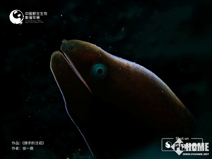 连续六年赋能自然影像记录，移动技术助力拓展野生生物视觉边界(图4)