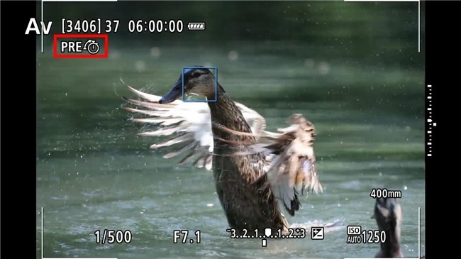 佳能EOS R1固件升级全攻略｜对焦连拍体验提升(图12)