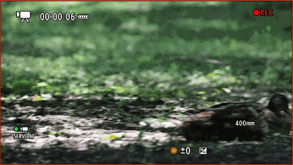 佳能EOS R1固件升级全攻略｜对焦连拍体验提升(图13)