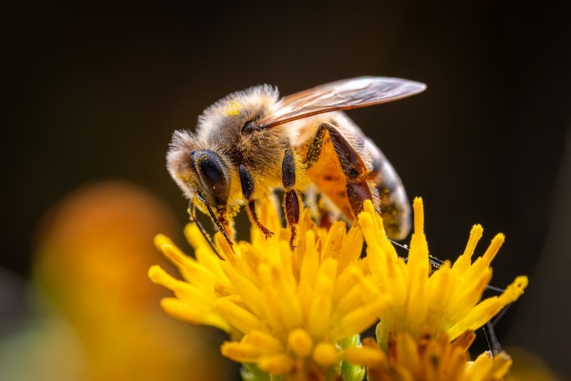 见所未见 百微新生 索尼发布首款G大师微距镜头FE 100mm F2.8 Macro GM OSS(图12)